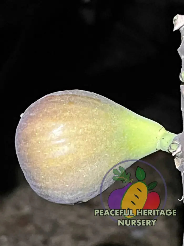 Cole de Dame Grise Fig - Naturally Grown ORGANIC