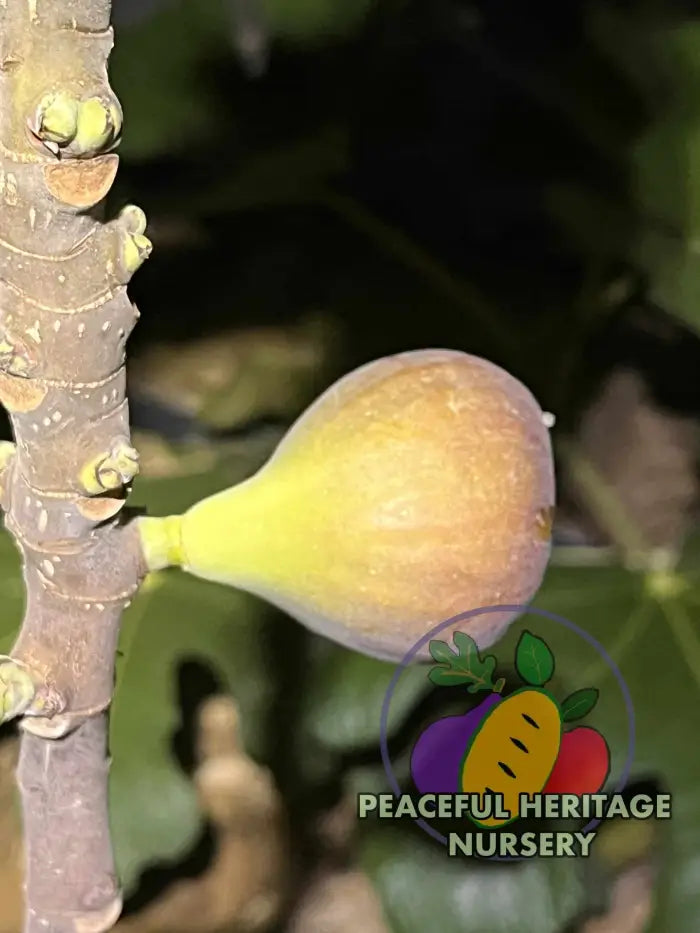 Cole de Dame Grise Fig - Naturally Grown ORGANIC