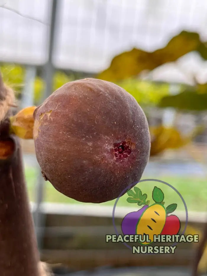 Cole De Dame Grise Fig | Peaceful Heritage Nursery ORGANIC