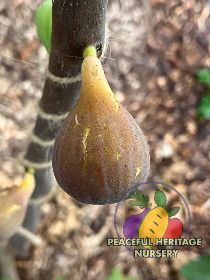 Cole De Dame Grise Fig | Peaceful Heritage Nursery ORGANIC
