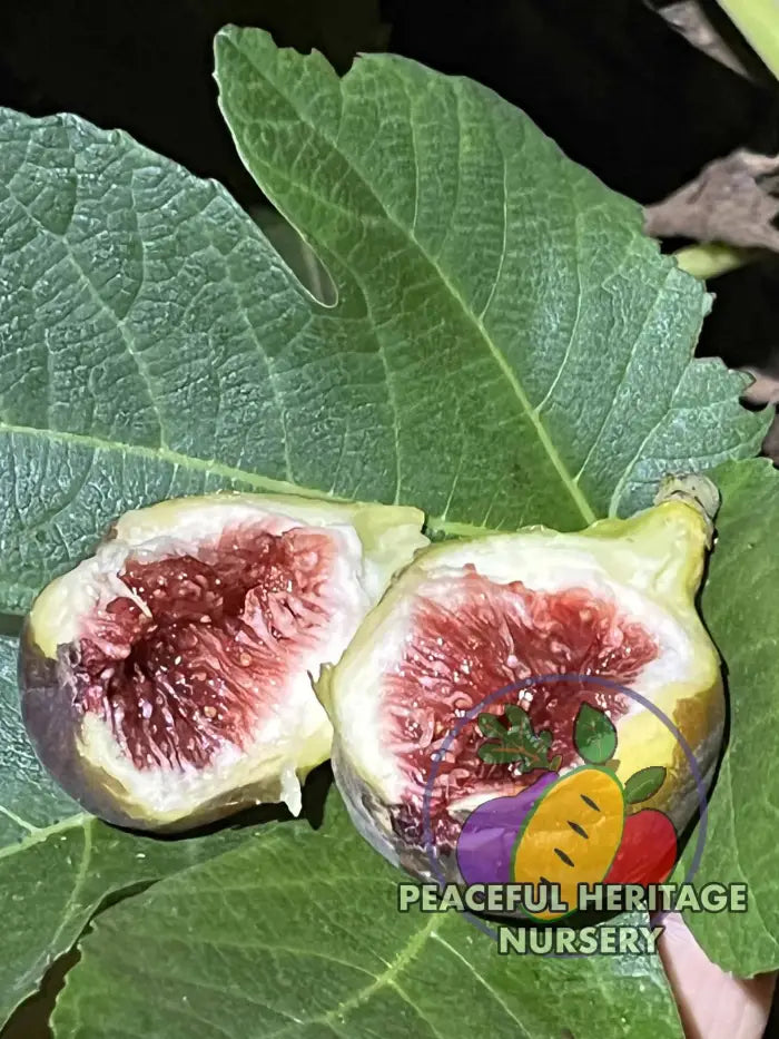 Cole de Dame Grise Fig - Naturally Grown ORGANIC