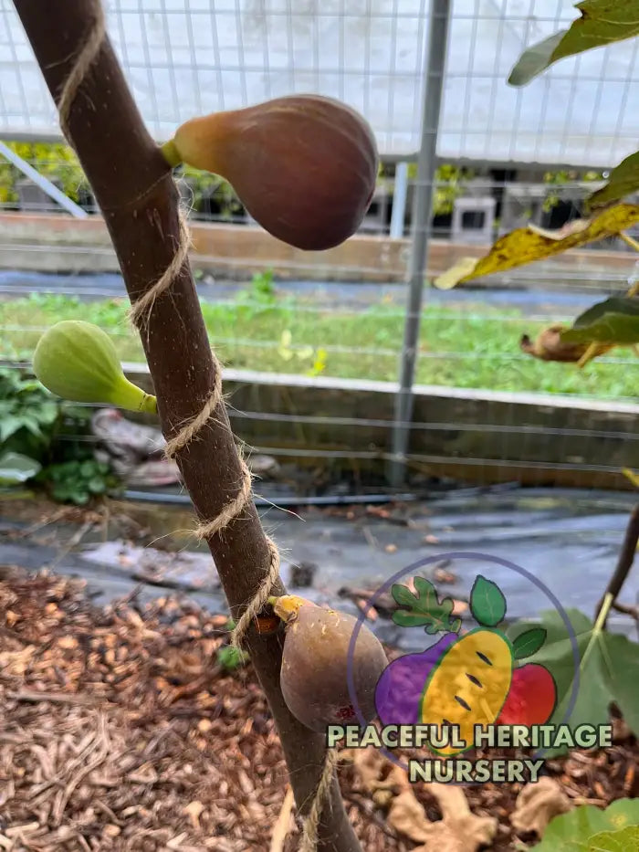 Cole De Dame Grise Fig | Peaceful Heritage Nursery ORGANIC