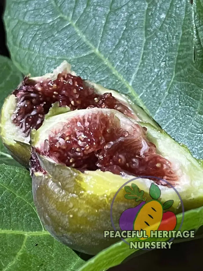 Cole de Dame Grise Fig - Naturally Grown ORGANIC