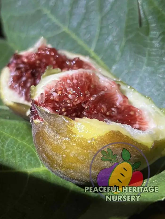 Cole de Dame Grise Fig - Naturally Grown ORGANIC