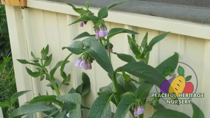 Comfrey Symphytum X Uplandicum Bocking 14 | Peaceful Heritage Nursery ORGANIC