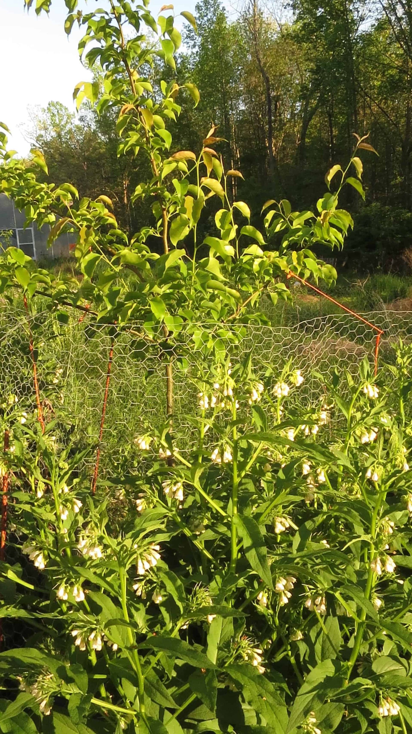 Comfrey (Symphytum x Uplandicum) Bocking 14 - NATURALLY GROWN
