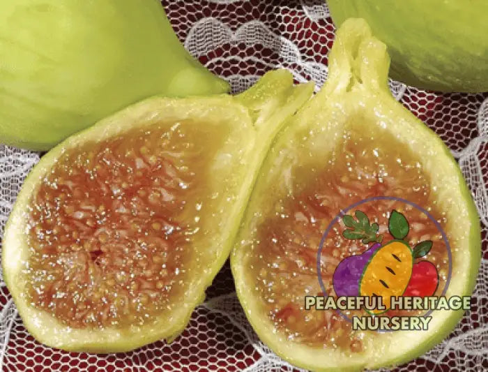 Conadria Fig - Naturally Grown MEDIUM 1-2’ ORGANIC