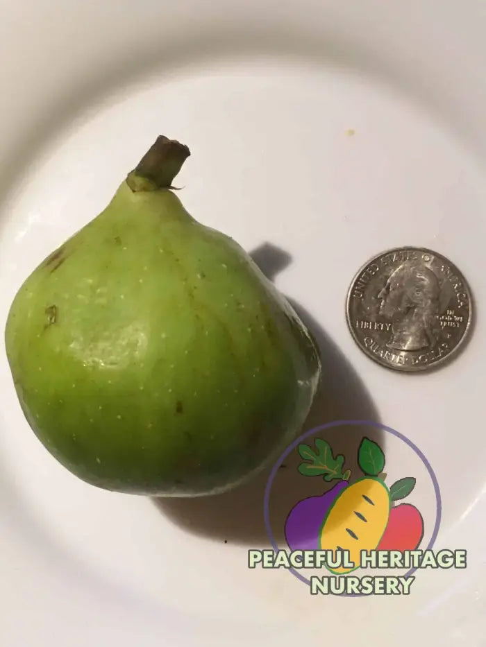 Conadria Fig - Naturally Grown ORGANIC