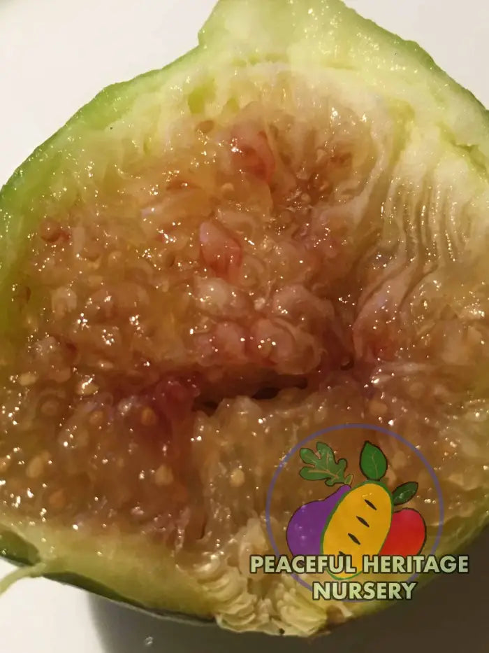 Conadria Fig - Naturally Grown ORGANIC