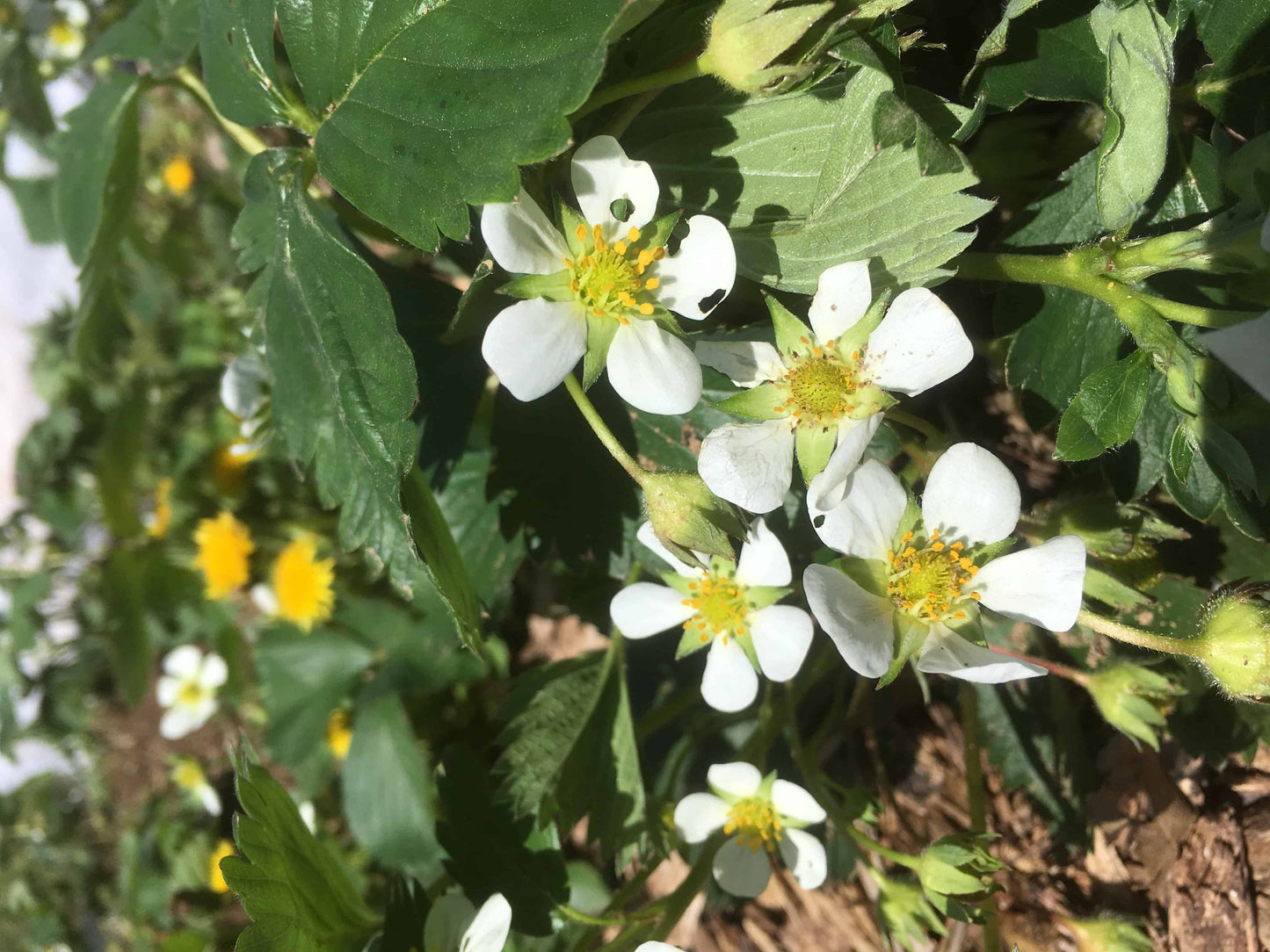 Earliglow Heirloom Strawberry