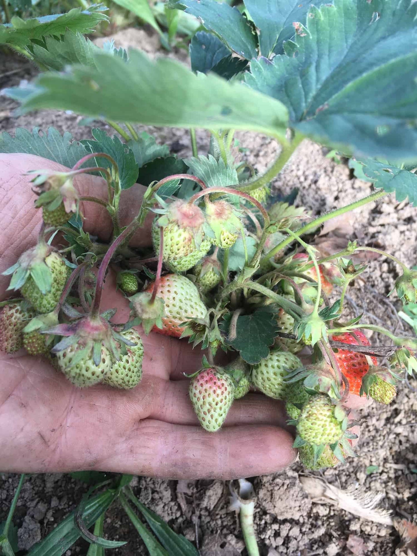 Earliglow Heirloom Strawberry