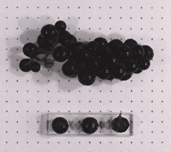 Elvicand Grape - Naturally Grown