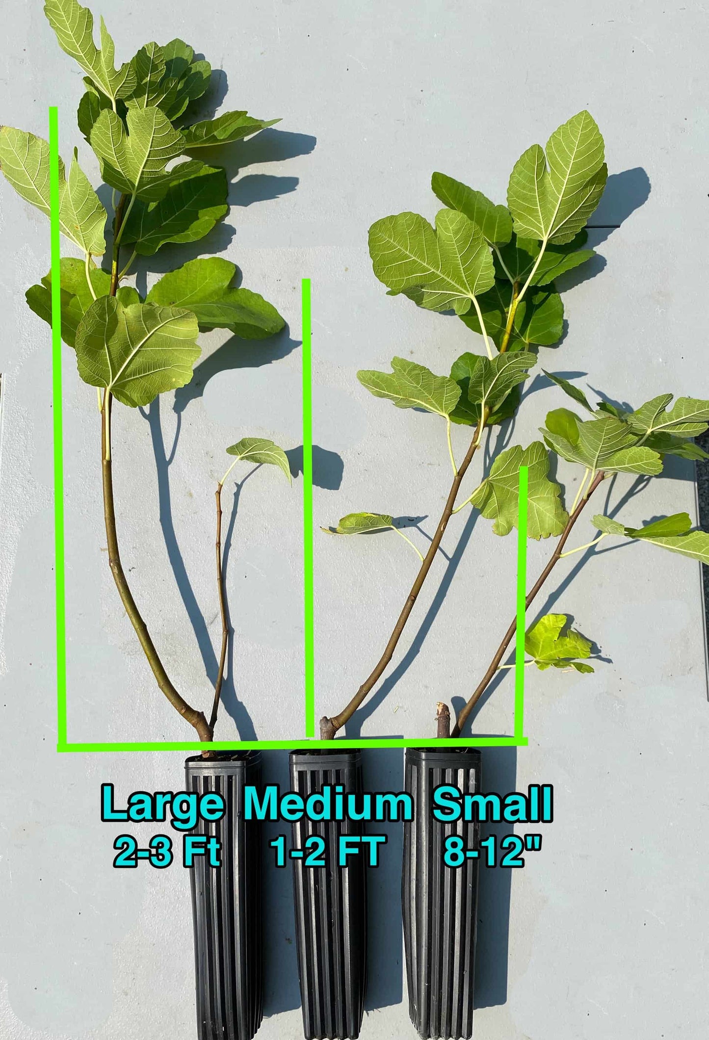 St Anthony Fig Tree - NEW! Naturally Grown