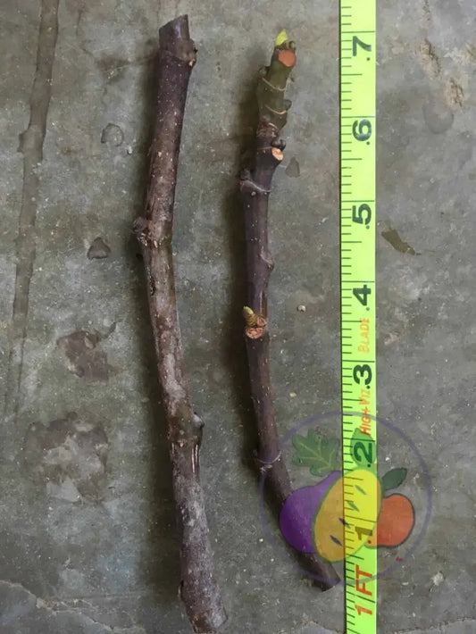 Fig Cuttings (Dormant Wood) Chicago Hardy 2 Cuttings Naturally Grown Fig Trees For Sale