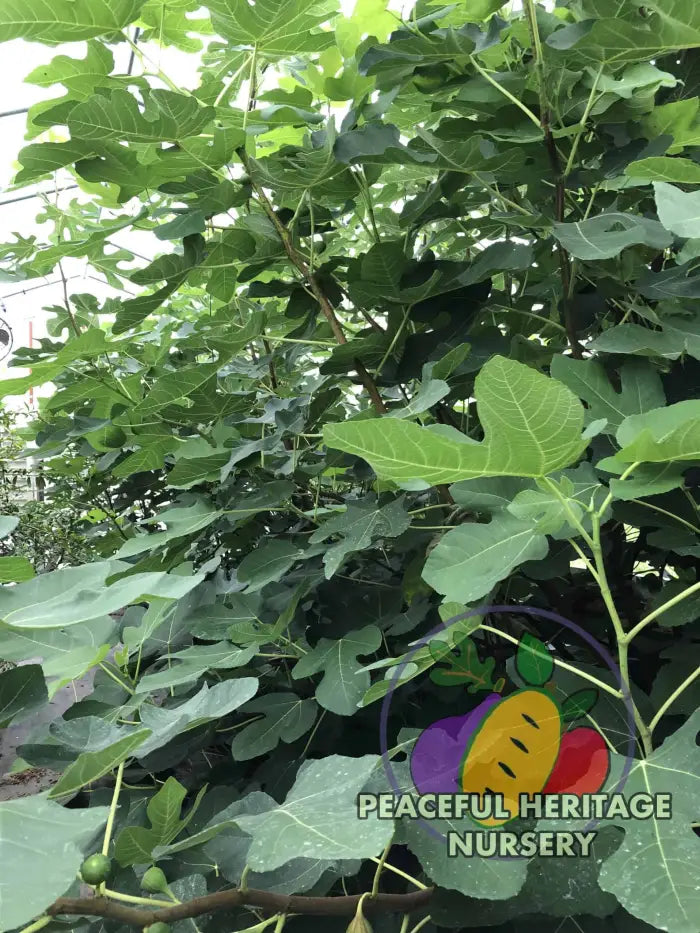 Fig Cuttings | Naturally Grown ORGANIC