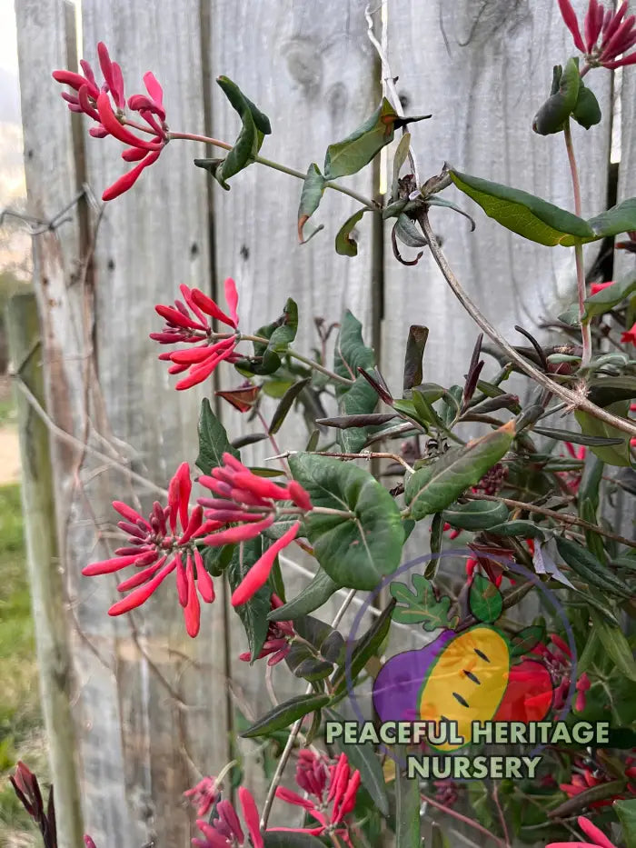 ’Firecracker’ Native Coral Honeysuckle Vine NEW!!! | Naturally Grown - Unassigned