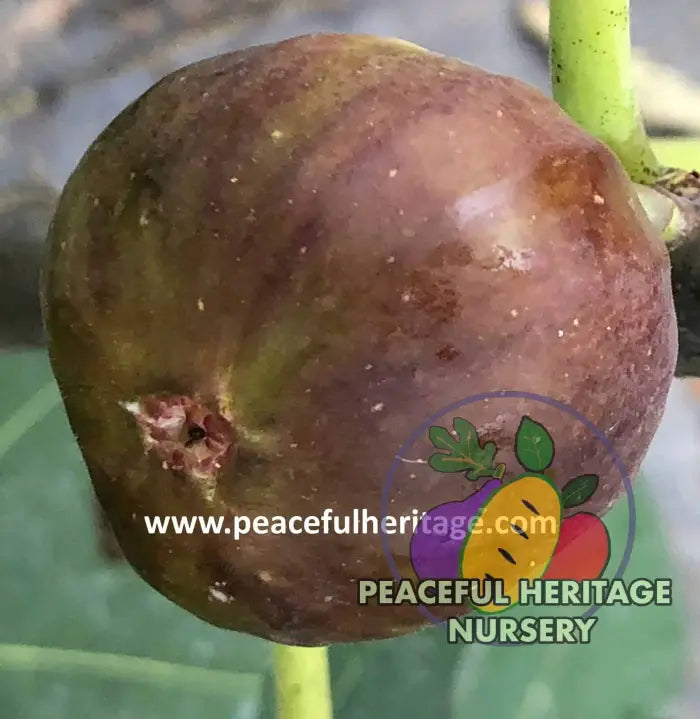 Florea Fig - Naturally Grown MEDIUM 1-2’ ORGANIC