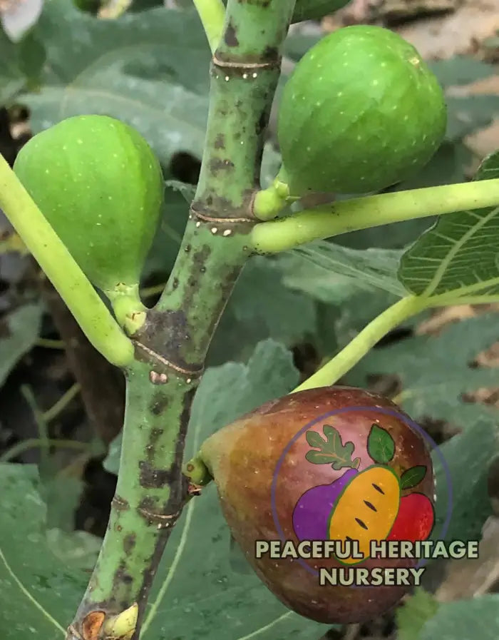 Florea Fig - Naturally Grown ORGANIC