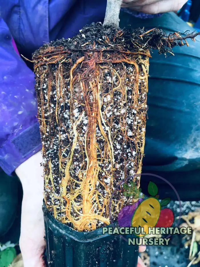 Florea Fig - Naturally Grown ORGANIC