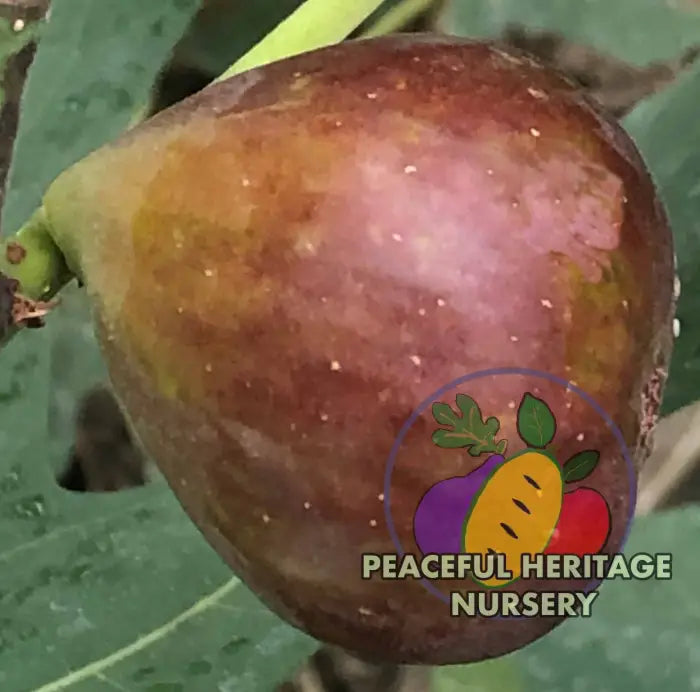 Florea Fig - Naturally Grown ORGANIC