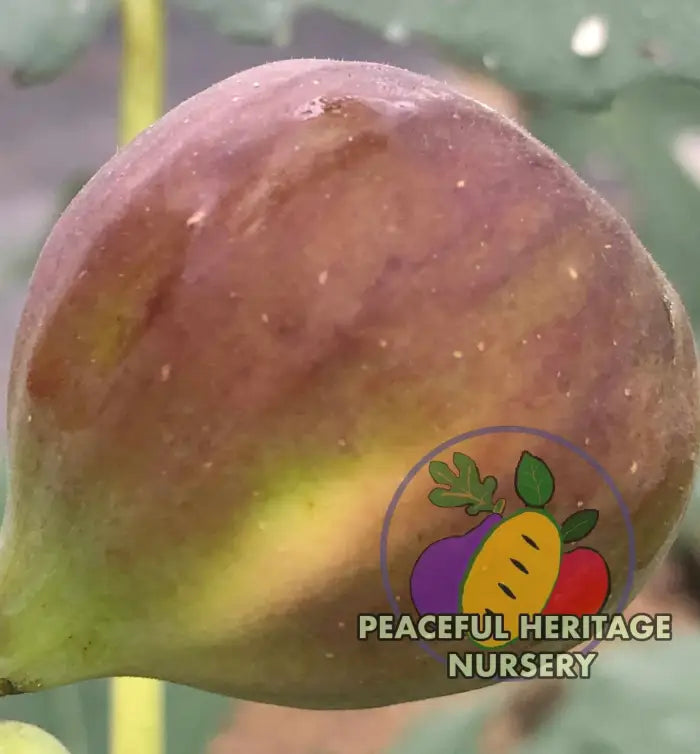 Florea Fig - Naturally Grown ORGANIC