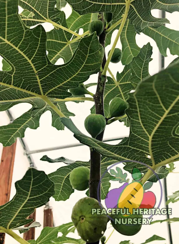 Florea Fig - Naturally Grown ORGANIC