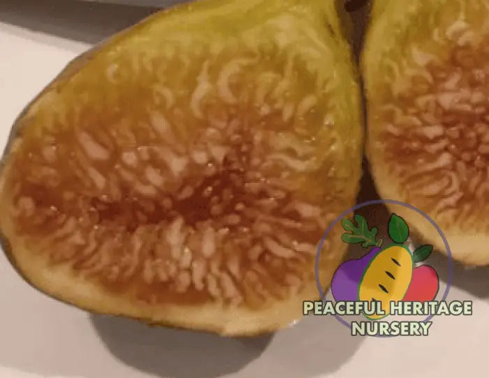 Florea Fig - Naturally Grown ORGANIC