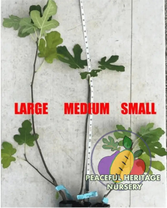 Florea Fig - Naturally Grown ORGANIC