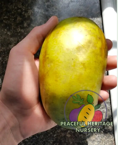 Florence White Pawpaw Tree - Naturally Grown