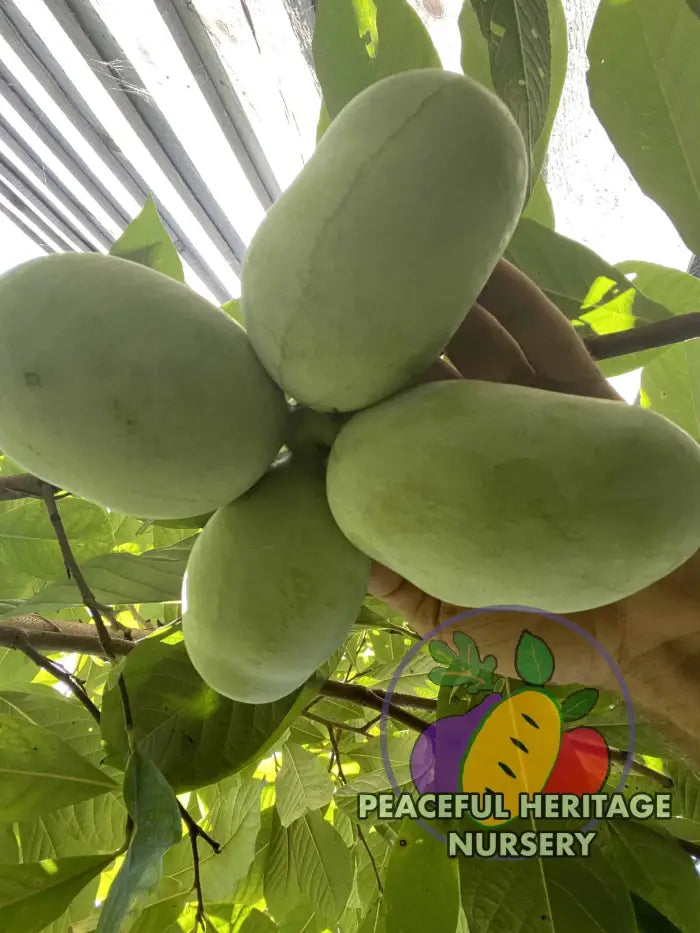 Florence White Pawpaw Tree - Naturally Grown Pawpaw Trees For Sale