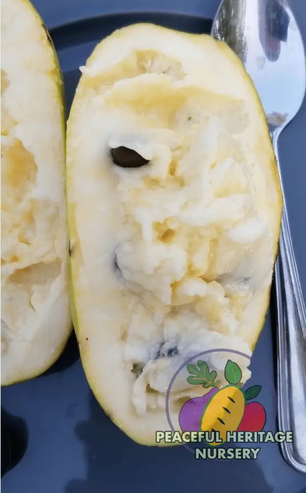 Florence White Pawpaw Tree - Naturally Grown Pawpaw Trees For Sale