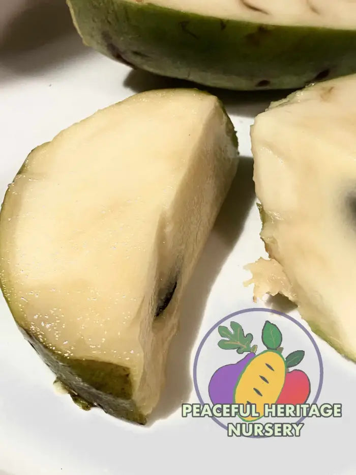 Florence White Pawpaw Tree - Naturally Grown Pawpaw Trees For Sale