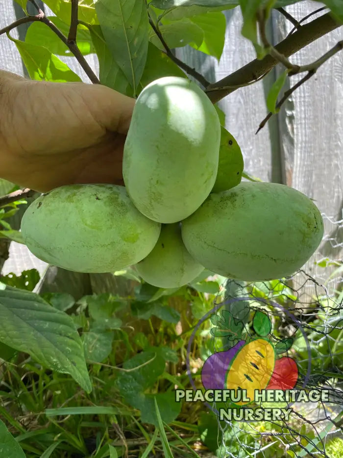 Florence White Pawpaw Tree - Naturally Grown Pawpaw Trees For Sale