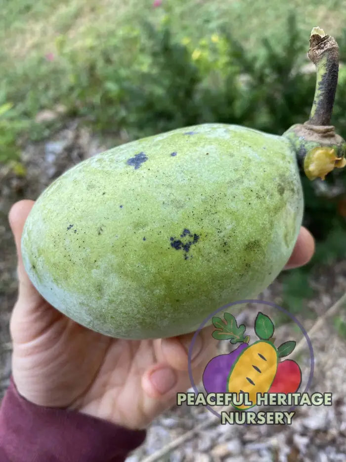 Florence White Pawpaw Tree - Naturally Grown Pawpaw Trees For Sale