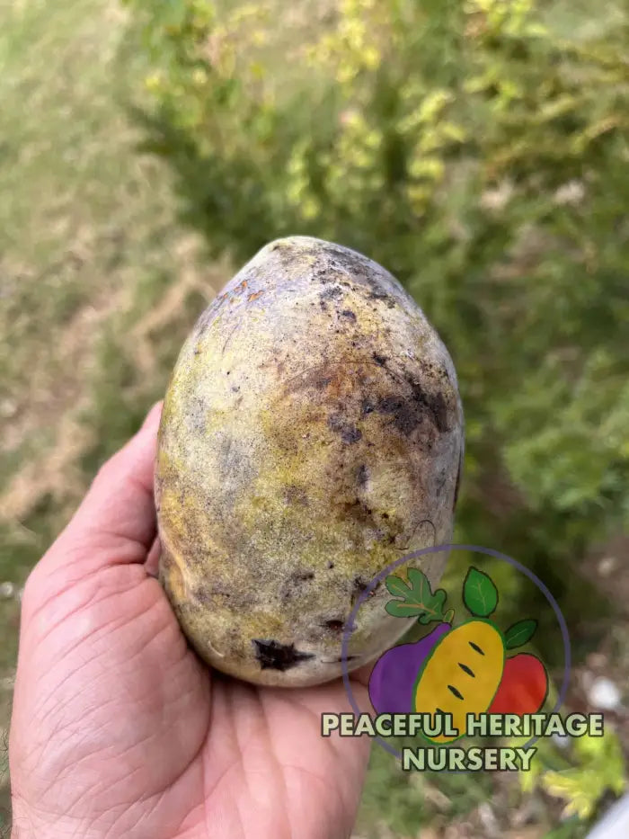 Free Byrd Pawpaw Tree - NATURALLY GROWN Pawpaw Trees For Sale
