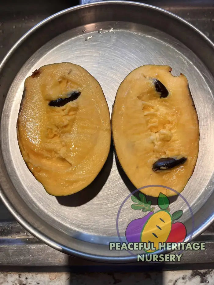 Free Byrd Pawpaw Tree - NATURALLY GROWN Pawpaw Trees For Sale