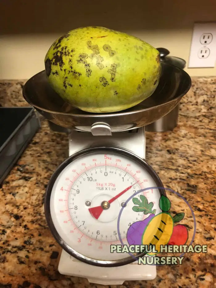 Free Byrd Pawpaw Tree - NATURALLY GROWN Pawpaw Trees For Sale