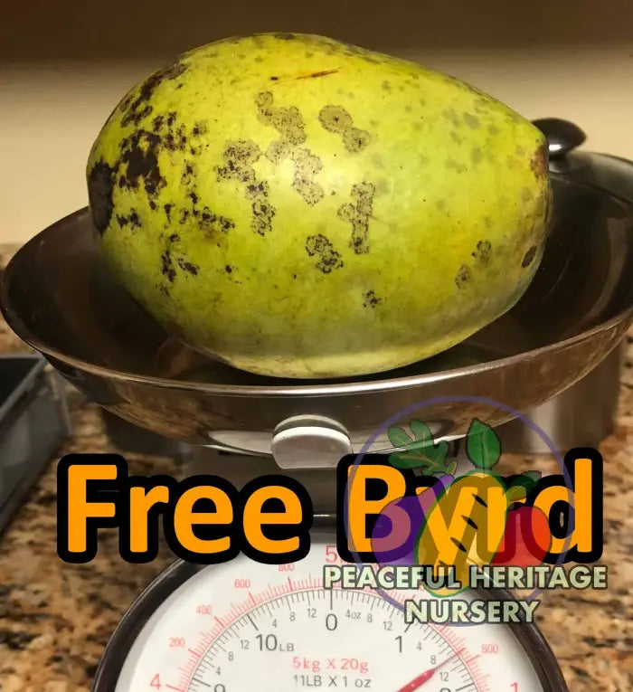 Free Byrd Pawpaw Tree - NATURALLY GROWN Pawpaw Trees For Sale