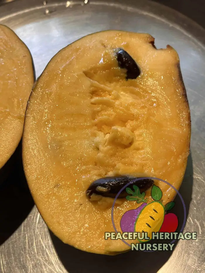 Free Byrd Pawpaw Tree - NATURALLY GROWN Pawpaw Trees For Sale