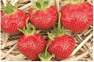 Galletta Strawberry