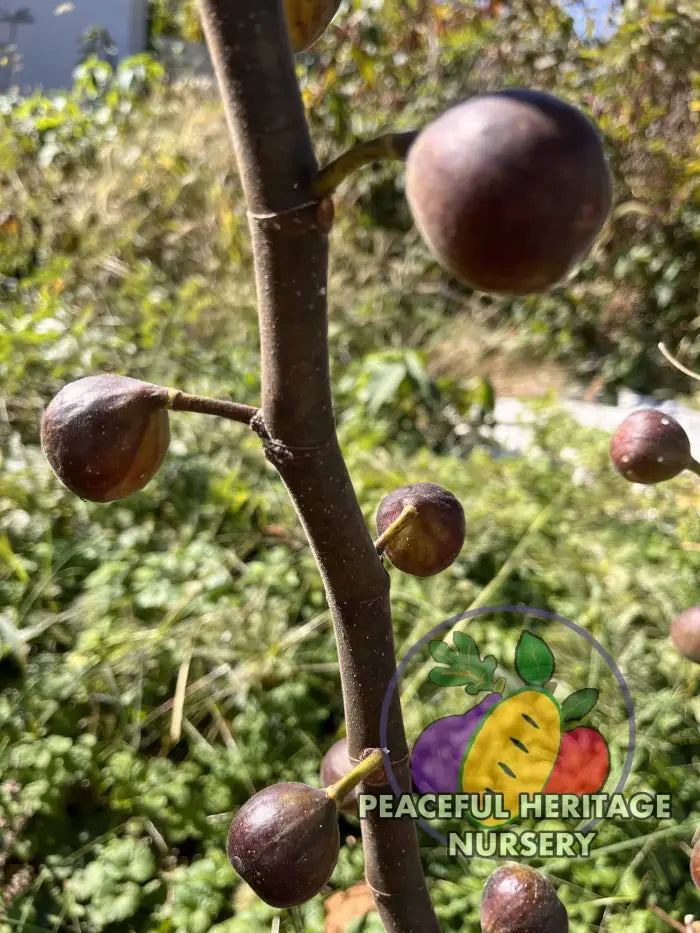 Gino’s Black Fig - Naturally Grown ORGANIC