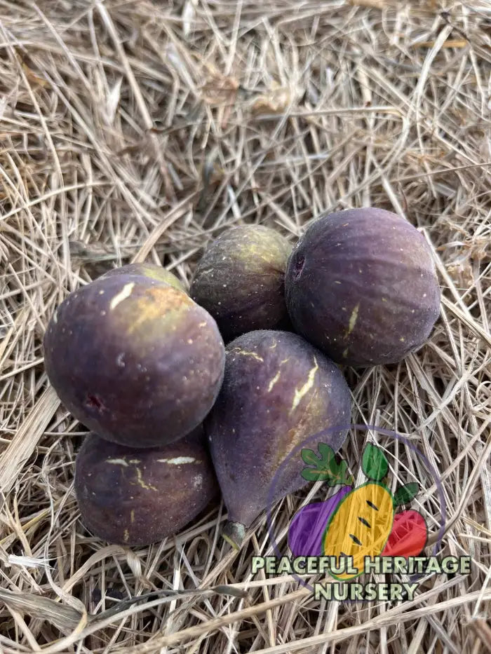 Gino’s Black Fig - Naturally Grown ORGANIC