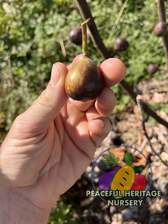 Gino’s Black Fig - Naturally Grown ORGANIC