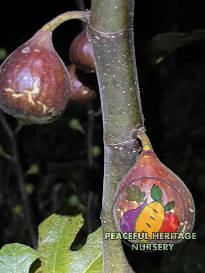 Gino’s Black Fig - Naturally Grown ORGANIC