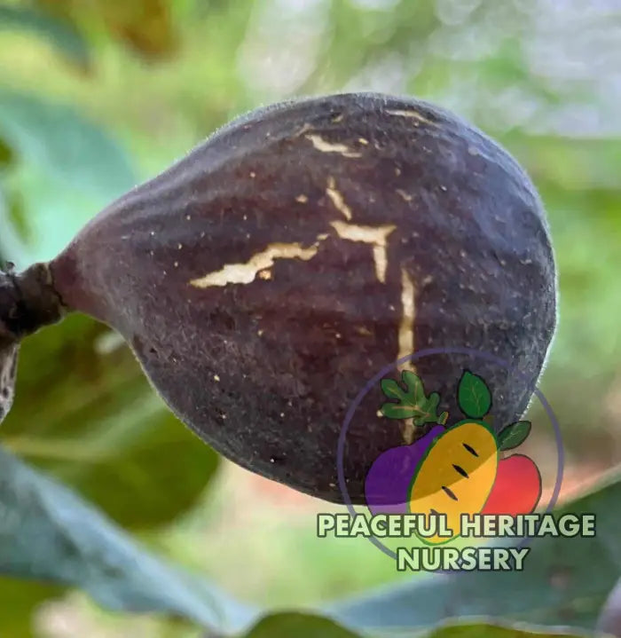 Gino’s Black Fig - Naturally Grown ORGANIC