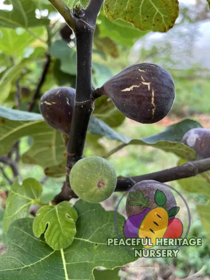 Gino’s Black Fig - Naturally Grown ORGANIC