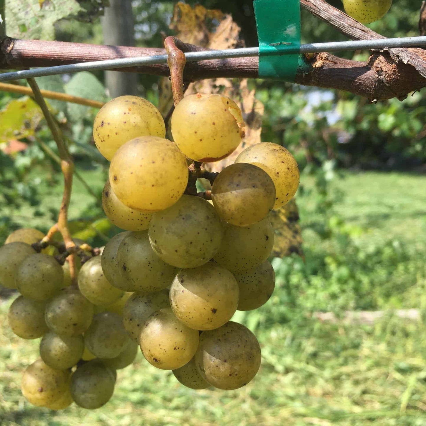 Gold Coin Grape - Naturally Grown