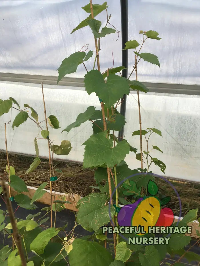 Gold Coin Grape - Naturally Grown Grape Vines For Sale