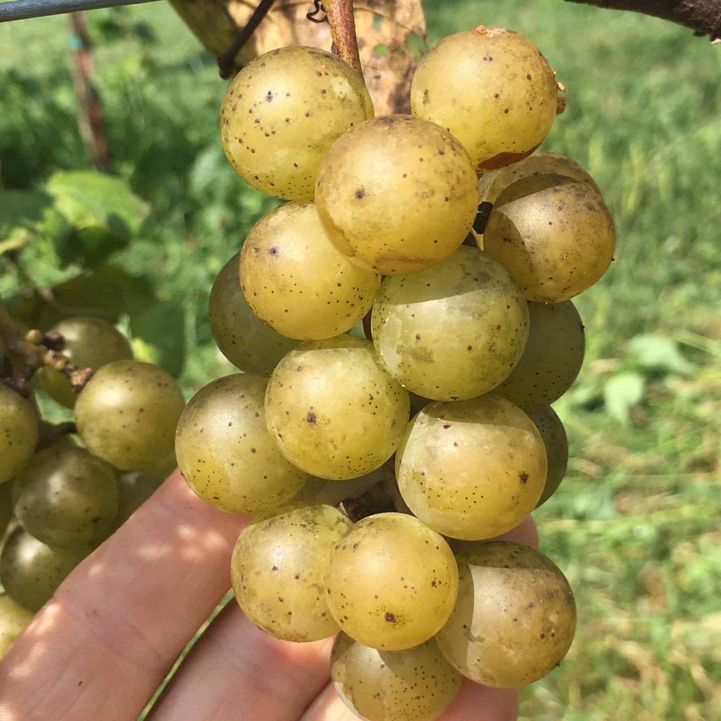 Gold Coin Grape - Naturally Grown