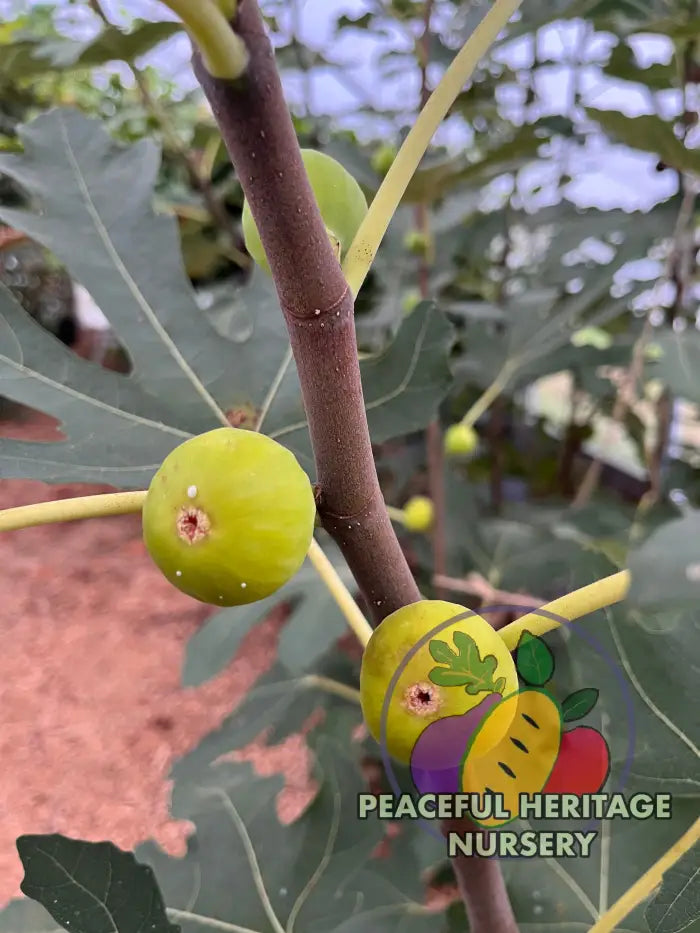 Green Michurinska Fig - NEW!!! Naturally Grown ORGANIC